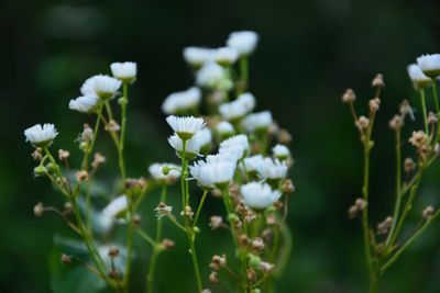 Close-up of white flowers