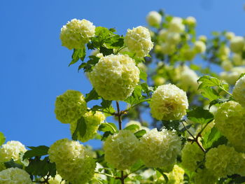 Close-up of yellow flowering plant against clear sky