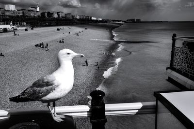 Seagull perching on sea shore against sky