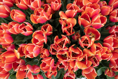 High angle view of red flowering plants