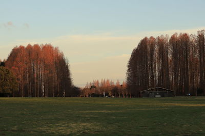 Trees on field against sky during sunset