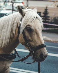 Close-up of a horse in ranch