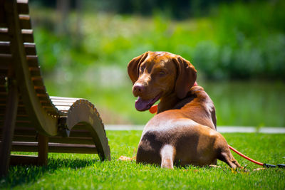 Dog looking away on field