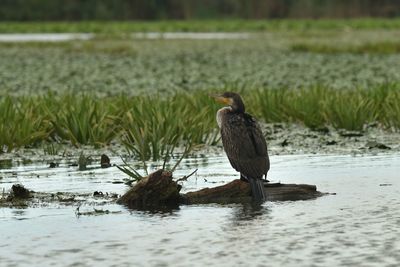 Bird perching on a lake