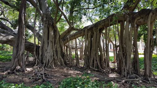 View of large tree in forest