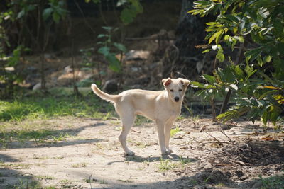 Portrait of dog standing by plants