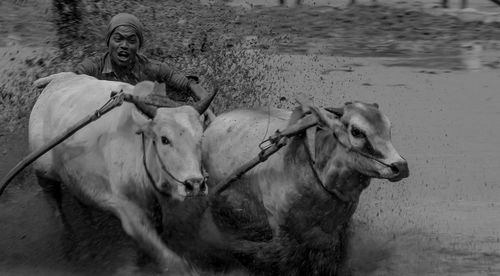 Man with ox cart in mud