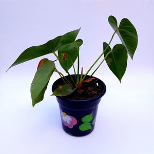 Close-up of potted plant against white background
