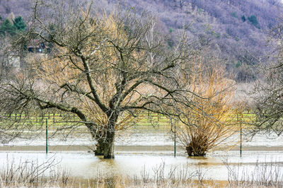 Bare tree by lake against sky during winter