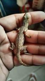 Cropped image of lizard