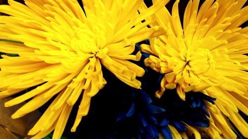 Close-up of yellow flower