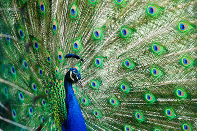 Close-up of peacock