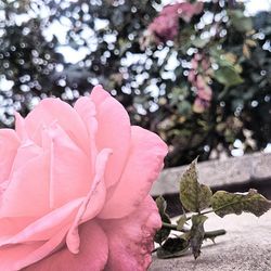 Close-up of pink rose