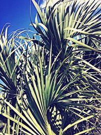 Low angle view of plants