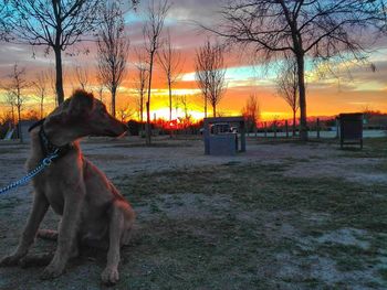 Dog by bare trees against sky during sunset