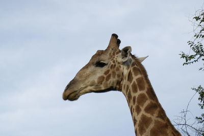 Low angle view of giraffe against sky