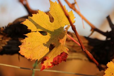 Close-up of yellow maple leaf on branch