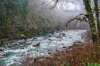 View of river flowing through forest