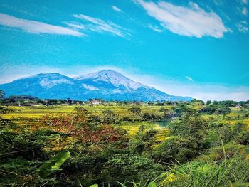 Scenic view of field against sky