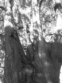 Low angle view of trees growing in forest