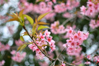 Close-up of pink cherry blossoms