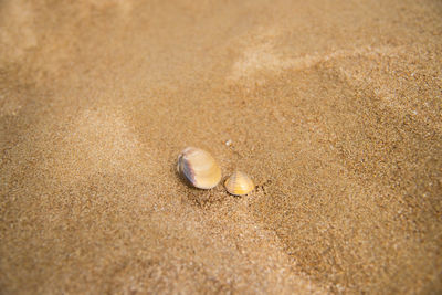 High angle view of shells on beach
