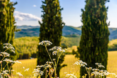 Close-up of flowers blooming against sky