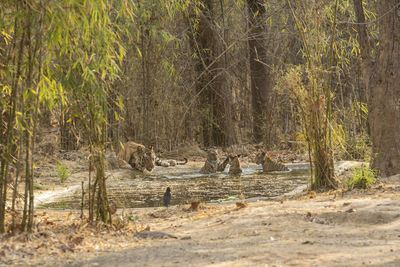 View of plants in forest