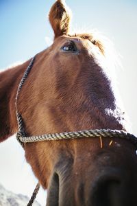 Low angle portrait of horse standing against sky