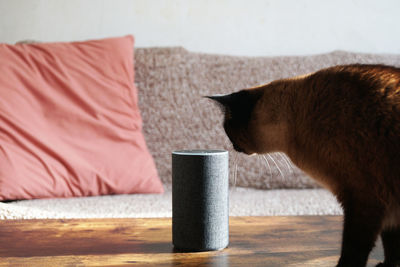 Cat and smart speaker 