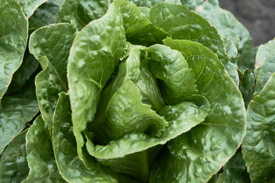 High angle view of fresh green leaf