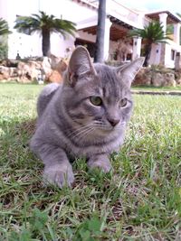 Portrait of cat on field