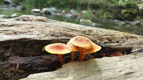 Close-up of fly agaric mushroom