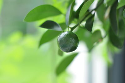 Close-up of lime growing on tree