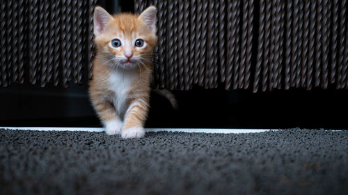 Portrait of kitten sitting