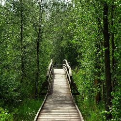 Boardwalk in nature 