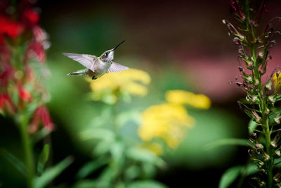 Close-up of butterfly pollinating on flower