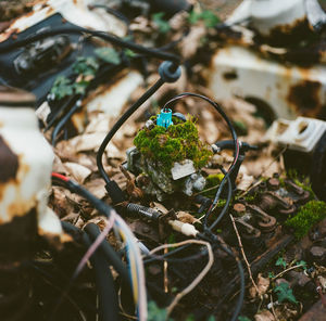 Destroyed desolate car with overgrown foliage
