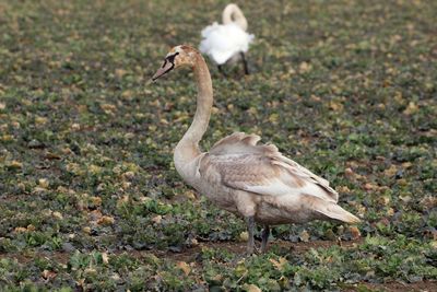 Bird perching on a field