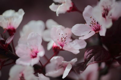 Close-up of pink flowers on tree