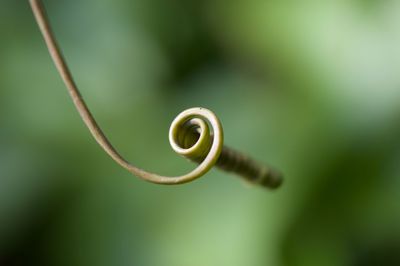 Close-up of tendril