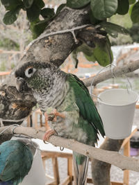 Close-up of birds perching on a tree