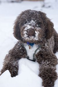 Goldendoodle playing in the snow 