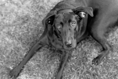 High angle portrait of dog relaxing