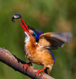 Close-up of bird perching on wall