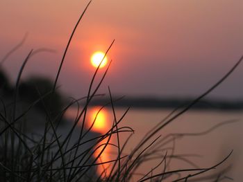 Close-up of silhouette plants against orange sunset sky