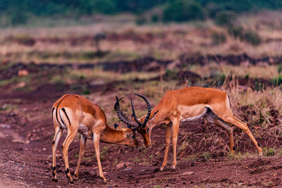 animal themes