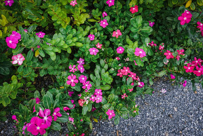 High angle view of pink flowering plants