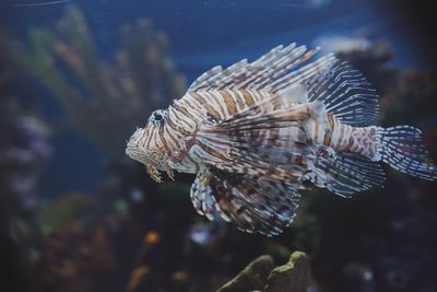 Lion fish in tank