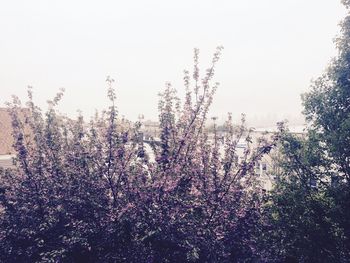 Flowers growing on tree